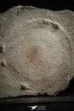 22220 - Top Rare 11.46 inch Eldonia sp. Ordovician Jellyfish