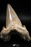 06144 - Top Huge 3.24 Inch OTODUS OBLIQUUS (mackerel shark) Tooth Paleocene