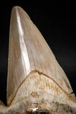 06144 - Top Huge 3.24 Inch OTODUS OBLIQUUS (mackerel shark) Tooth Paleocene