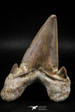 06144 - Top Huge 3.24 Inch OTODUS OBLIQUUS (mackerel shark) Tooth Paleocene