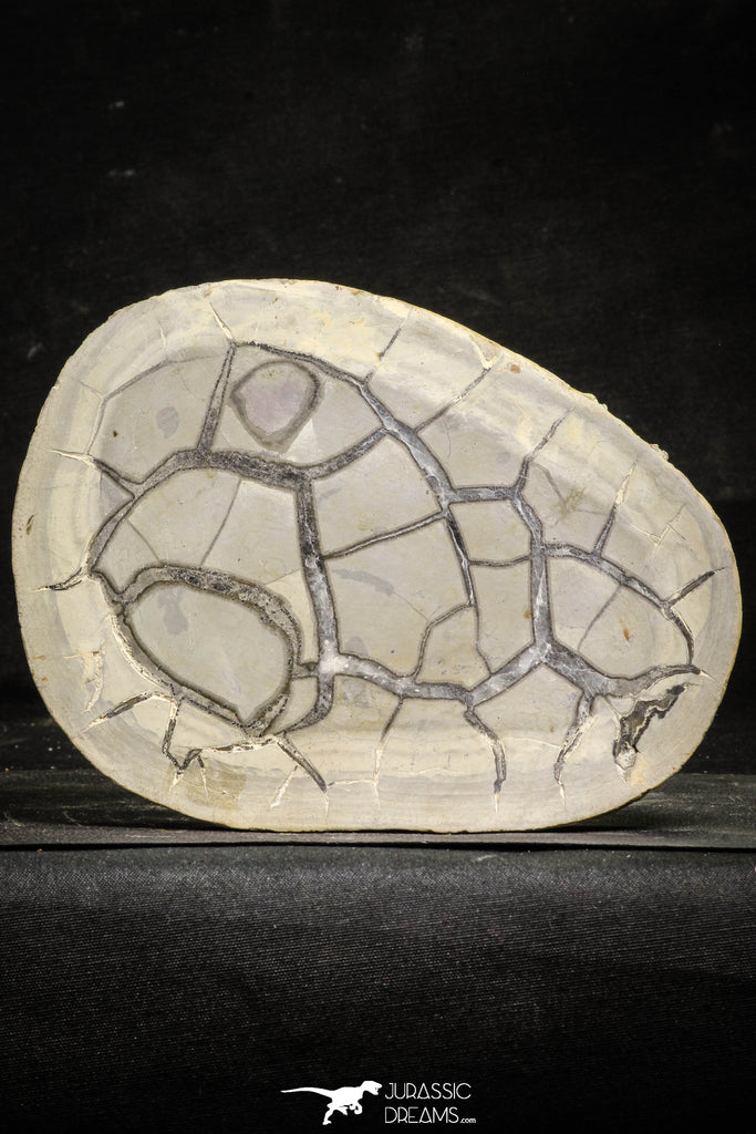 22224 - Top Huge Cut and Polished 6.61 Inch Septarian Nodule from South Morocco