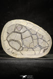 22224 - Top Huge Cut and Polished 6.61 Inch Septarian Nodule from South Morocco