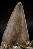 06144 - Top Huge 3.24 Inch OTODUS OBLIQUUS (mackerel shark) Tooth Paleocene