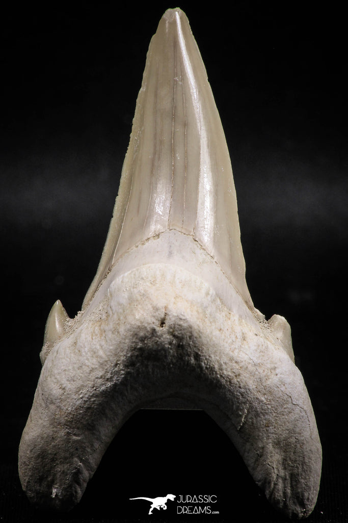 06145 - Top Huge 2.93 Inch OTODUS OBLIQUUS (mackerel shark) Tooth Paleocene