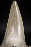 06145 - Top Huge 2.93 Inch OTODUS OBLIQUUS (mackerel shark) Tooth Paleocene