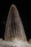 06146 - Top Huge 1.21 Inch OTODUS OBLIQUUS (mackerel shark) Tooth Paleocene