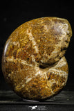 22226 - Nice Collection of 2 Agatized & Polished Cleoniceras sp Lower Cretaceous Ammonite Madagascar