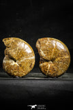 22226 - Nice Collection of 2 Agatized & Polished Cleoniceras sp Lower Cretaceous Ammonite Madagascar
