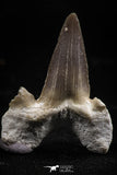 06146 - Top Huge 1.21 Inch OTODUS OBLIQUUS (mackerel shark) Tooth Paleocene