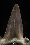 06146 - Top Huge 1.21 Inch OTODUS OBLIQUUS (mackerel shark) Tooth Paleocene