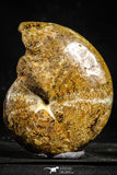 22226 - Nice Collection of 2 Agatized & Polished Cleoniceras sp Lower Cretaceous Ammonite Madagascar