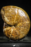22226 - Nice Collection of 2 Agatized & Polished Cleoniceras sp Lower Cretaceous Ammonite Madagascar
