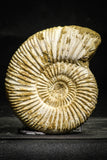 22227 - Great Collection of 2 Perisphinctes virguloides Late Jurassic Ammonite - Madagascar