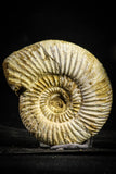 22227 - Great Collection of 2 Perisphinctes virguloides Late Jurassic Ammonite - Madagascar