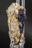 07806 - Beautiful Deep Blue Azurite Crystals on Carbonate Matrix - Kerrouchen (Morocco)