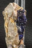 07806 - Beautiful Deep Blue Azurite Crystals on Carbonate Matrix - Kerrouchen (Morocco)