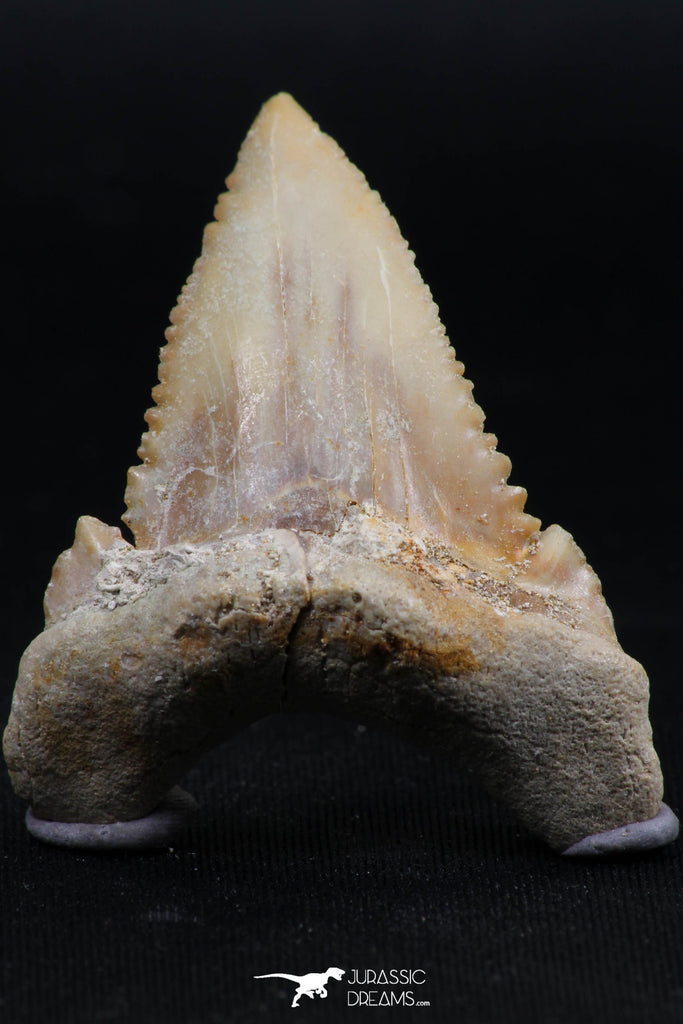 06149 - Beautiful 1.64 Inch Palaeocarcharodon orientalis (Pygmy white Shark) Tooth