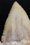 06149 - Beautiful 1.64 Inch Palaeocarcharodon orientalis (Pygmy white Shark) Tooth