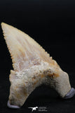 06149 - Beautiful 1.64 Inch Palaeocarcharodon orientalis (Pygmy white Shark) Tooth