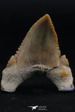 06149 - Beautiful 1.64 Inch Palaeocarcharodon orientalis (Pygmy white Shark) Tooth