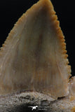 06149 - Beautiful 1.64 Inch Palaeocarcharodon orientalis (Pygmy white Shark) Tooth
