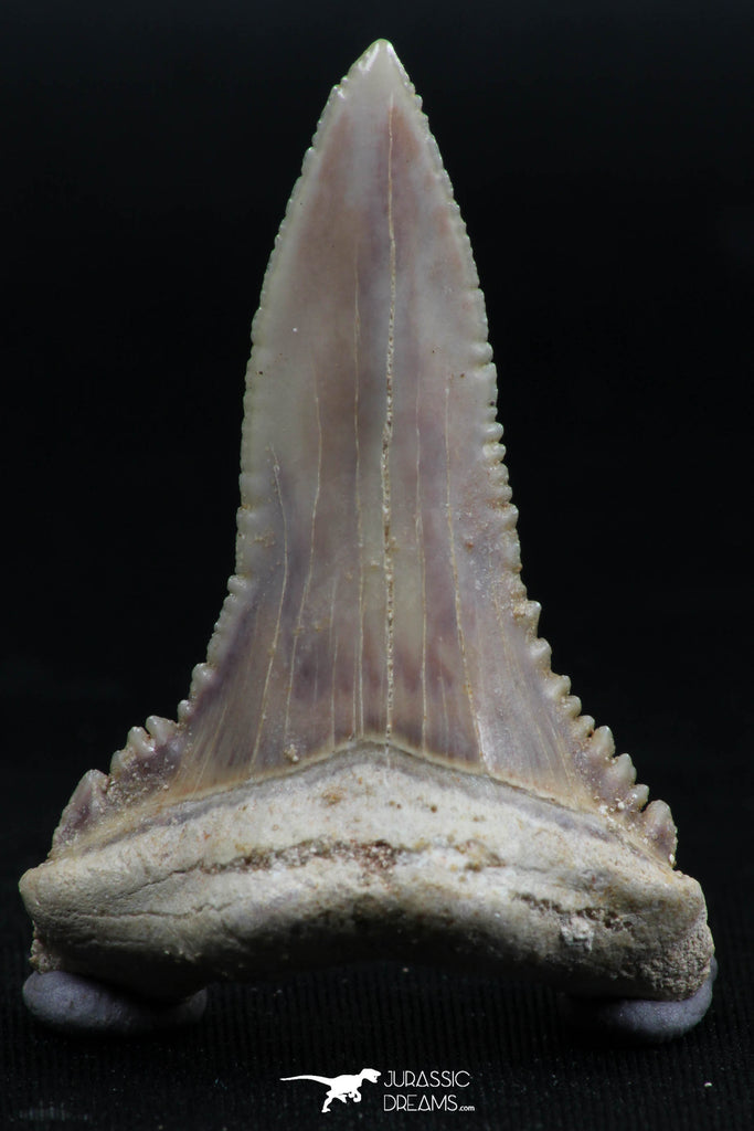06150 - Top Beautiful 1.72 Inch Palaeocarcharodon orientalis (Pygmy white Shark) Tooth