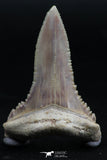 06150 - Top Beautiful 1.72 Inch Palaeocarcharodon orientalis (Pygmy white Shark) Tooth
