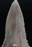 06150 - Top Beautiful 1.72 Inch Palaeocarcharodon orientalis (Pygmy white Shark) Tooth