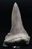 06150 - Top Beautiful 1.72 Inch Palaeocarcharodon orientalis (Pygmy white Shark) Tooth