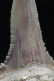 06150 - Top Beautiful 1.72 Inch Palaeocarcharodon orientalis (Pygmy white Shark) Tooth