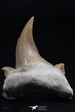 06151 - Super Rare Pathologically Deformed 1.34 Inch Otodus obliquus Shark Tooth