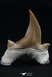 06151 - Super Rare Pathologically Deformed 1.34 Inch Otodus obliquus Shark Tooth