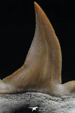 06151 - Super Rare Pathologically Deformed 1.34 Inch Otodus obliquus Shark Tooth