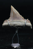06153 - Small Wire Wrapped 0.83 Inch Palaeocarcharodon orientalis (Pygmy white Shark) Tooth Pendant