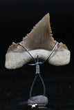06153 - Small Wire Wrapped 0.83 Inch Palaeocarcharodon orientalis (Pygmy white Shark) Tooth Pendant