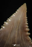 06153 - Small Wire Wrapped 0.83 Inch Palaeocarcharodon orientalis (Pygmy white Shark) Tooth Pendant