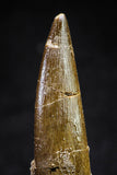 20819 - Nicely Preserved 2.56 Inch Elasmosaur (Zarafasaura oceanis) Tooth