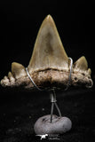 06160 - Small Wire Wrapped 0.99 Inch Cretolamna aschersoni (mackerel shark) Tooth Pendant