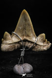06160 - Small Wire Wrapped 0.99 Inch Cretolamna aschersoni (mackerel shark) Tooth Pendant
