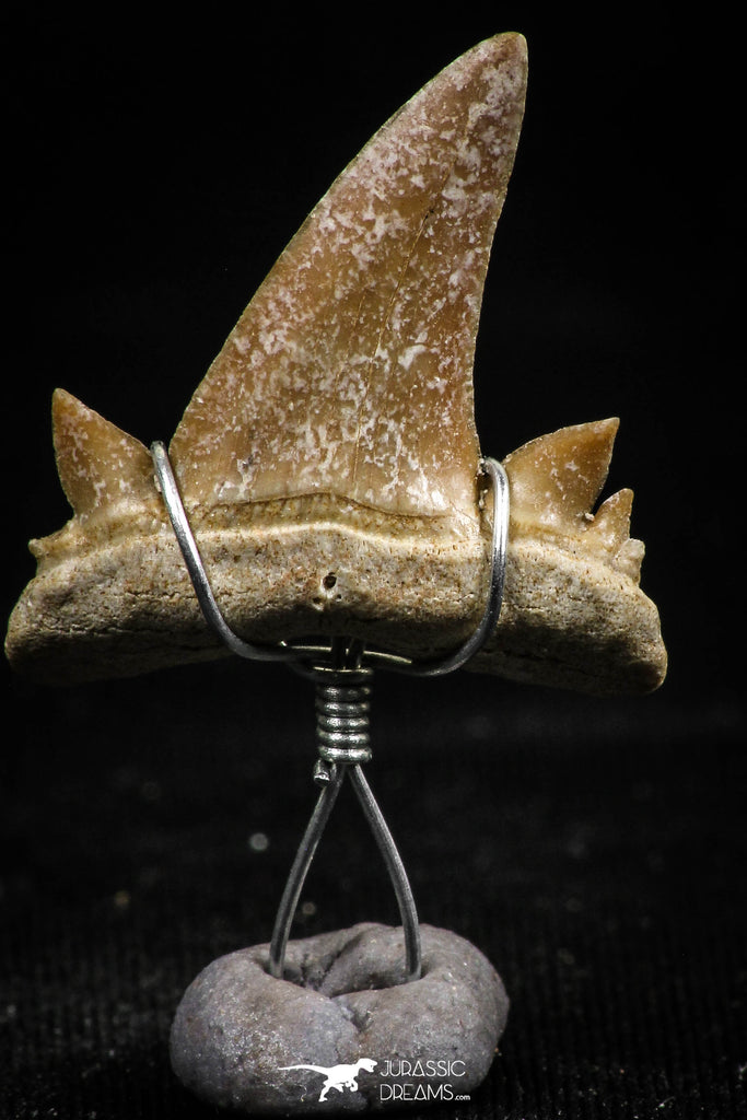 06161 - Small Wire Wrapped 0.97 Inch Cretolamna aschersoni (mackerel shark) Tooth Pendant