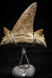 06161 - Small Wire Wrapped 0.97 Inch Cretolamna aschersoni (mackerel shark) Tooth Pendant