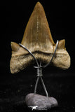 06162 - Small Wire Wrapped 0.96 Inch Cretolamna aschersoni (mackerel shark) Tooth Pendant