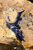 07817 - Beautiful Deep Blue Azurite Crystals on Carbonate Matrix - Kerrouchen (Morocco)