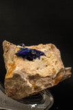 07817 - Beautiful Deep Blue Azurite Crystals on Carbonate Matrix - Kerrouchen (Morocco)