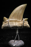 06165 - Small Wire Wrapped 0.89 Inch Cretolamna aschersoni (mackerel shark) Tooth Pendant