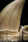 06165 - Small Wire Wrapped 0.89 Inch Cretolamna aschersoni (mackerel shark) Tooth Pendant