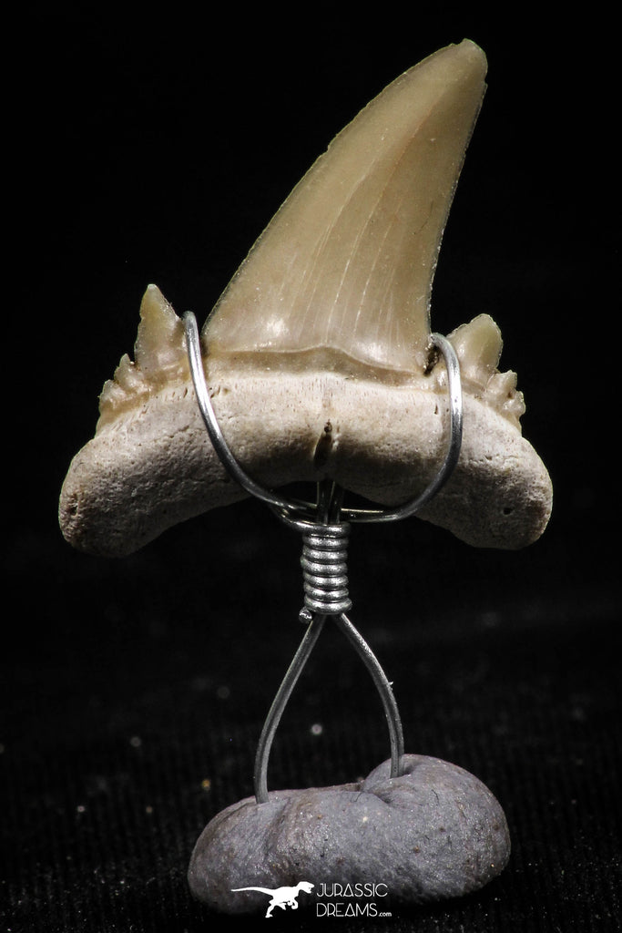 06166 - Small Wire Wrapped 0.91 Inch Cretolamna aschersoni (mackerel shark) Tooth Pendant