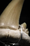 06166 - Small Wire Wrapped 0.91 Inch Cretolamna aschersoni (mackerel shark) Tooth Pendant