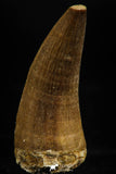 06168 -  Small Wire Wrapped 1.35 Inch Eremiasaurus heterodontus (Mosasaur) Tooth Pendant