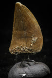 06177 - Small Wire Wrapped 0.74 Inch Mosasaur (Prognathodon anceps) Tooth Pendant